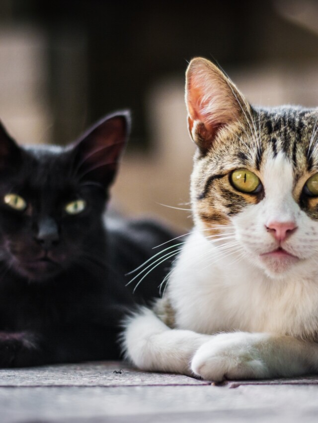 Horizontal shot of two sitting cats on a blurred background A horizontal shot of two sitting cats on a blurred background